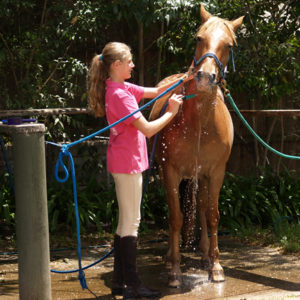 washing a horse